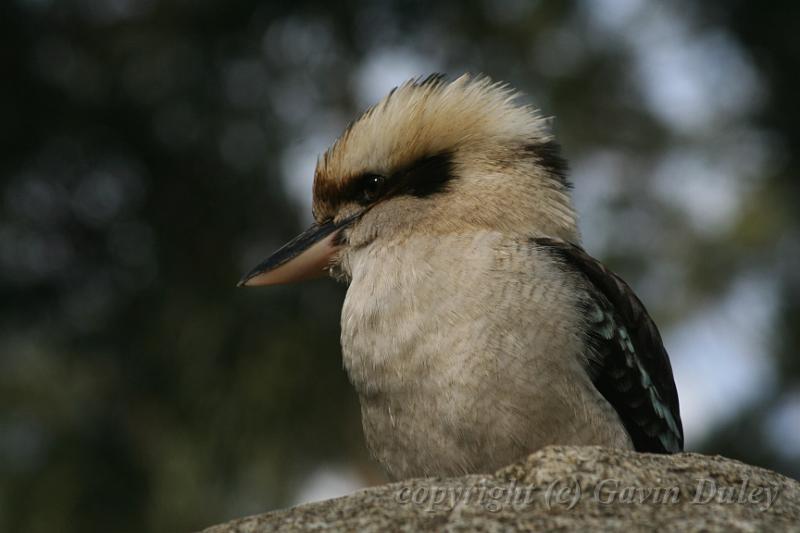 Kookaburra, Tindale Gardens IMG_6930.JPG